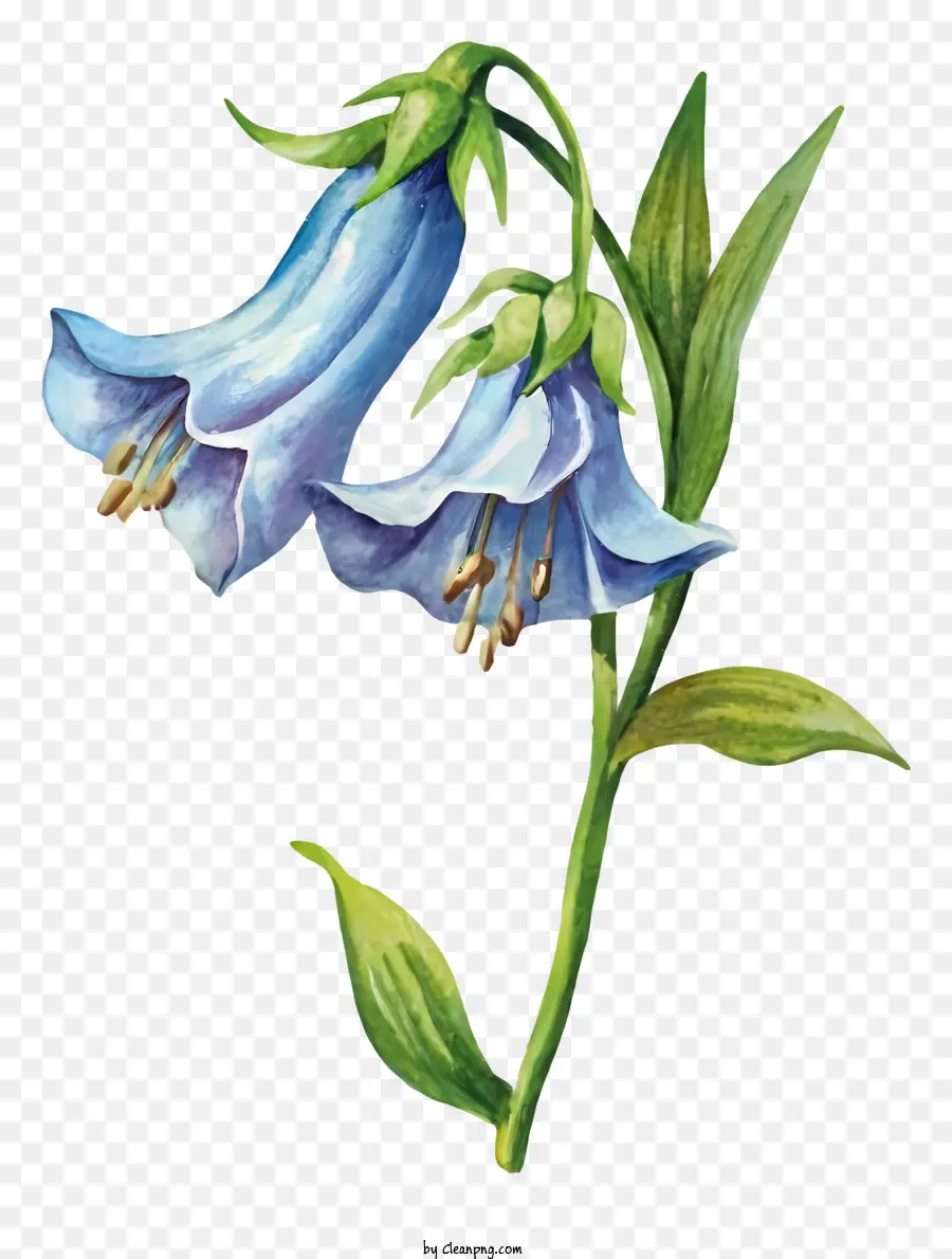 Bellflower Azul，Bloom PNG