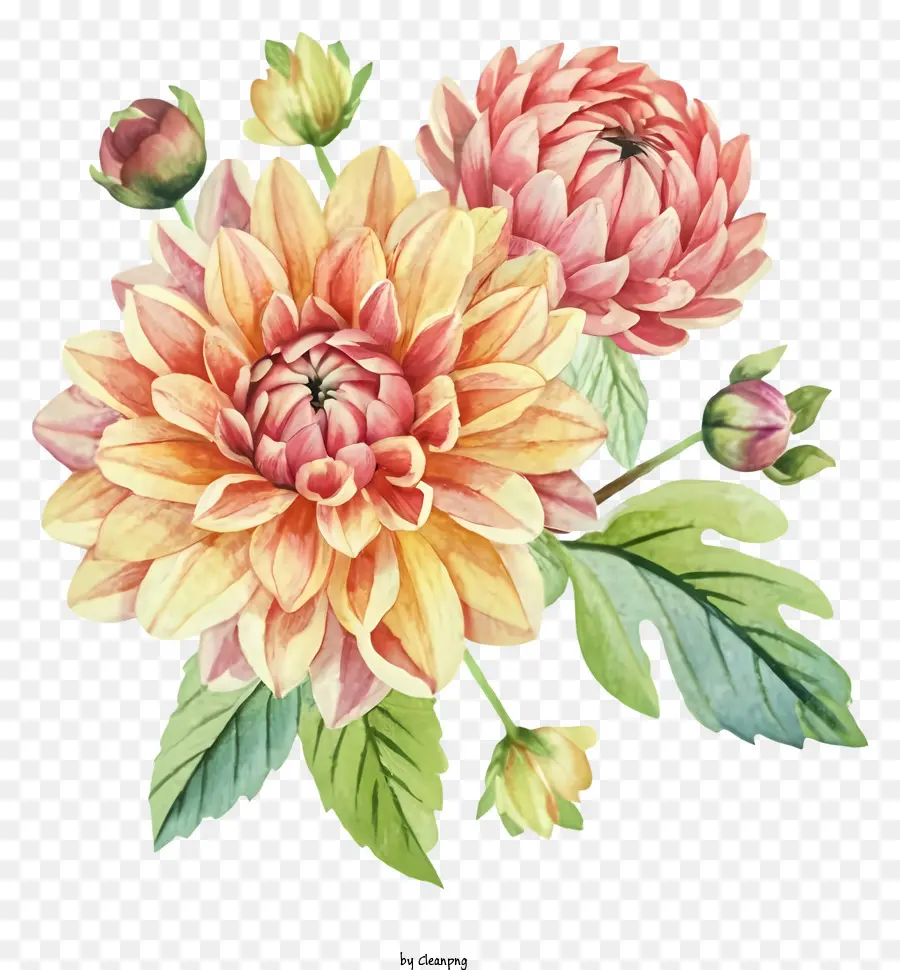 Flor Dahlia，Dahlia Rosa E Amarelo PNG