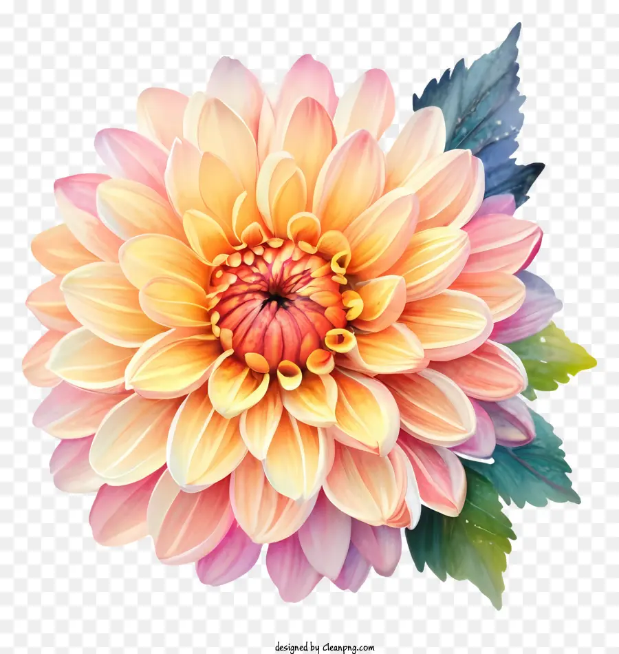 Flor Dahlia，Dahlia Laranja E Rosa PNG