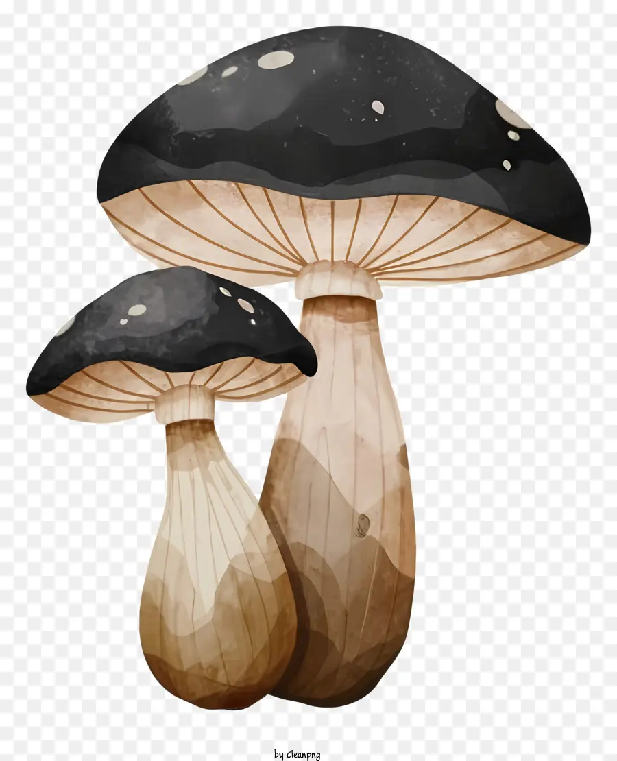 Cogumelos，Grandes Cogumelos PNG