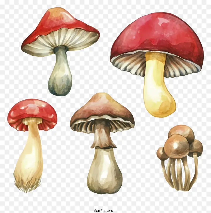 Cogumelos，Fungos PNG