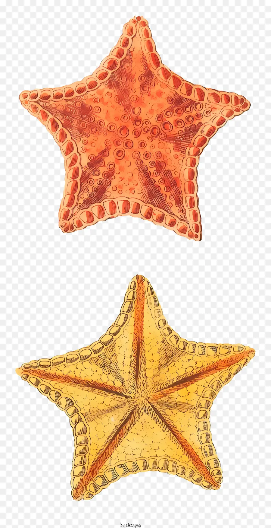 Estrela Do Mar，Manchas Vermelhas PNG