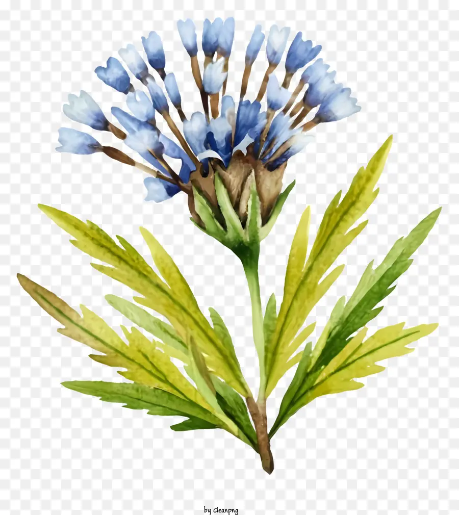 Pintura Em Aquarela，Flor Azul PNG