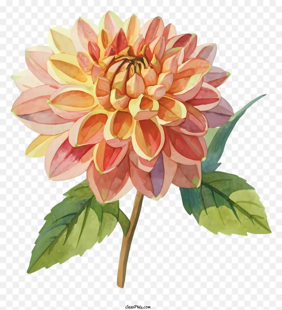 Flor Dália，Flor Vermelha PNG