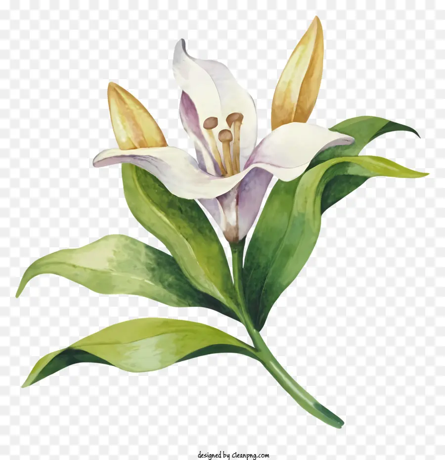 Pintura Em Aquarela，Lírio Branco Flor PNG