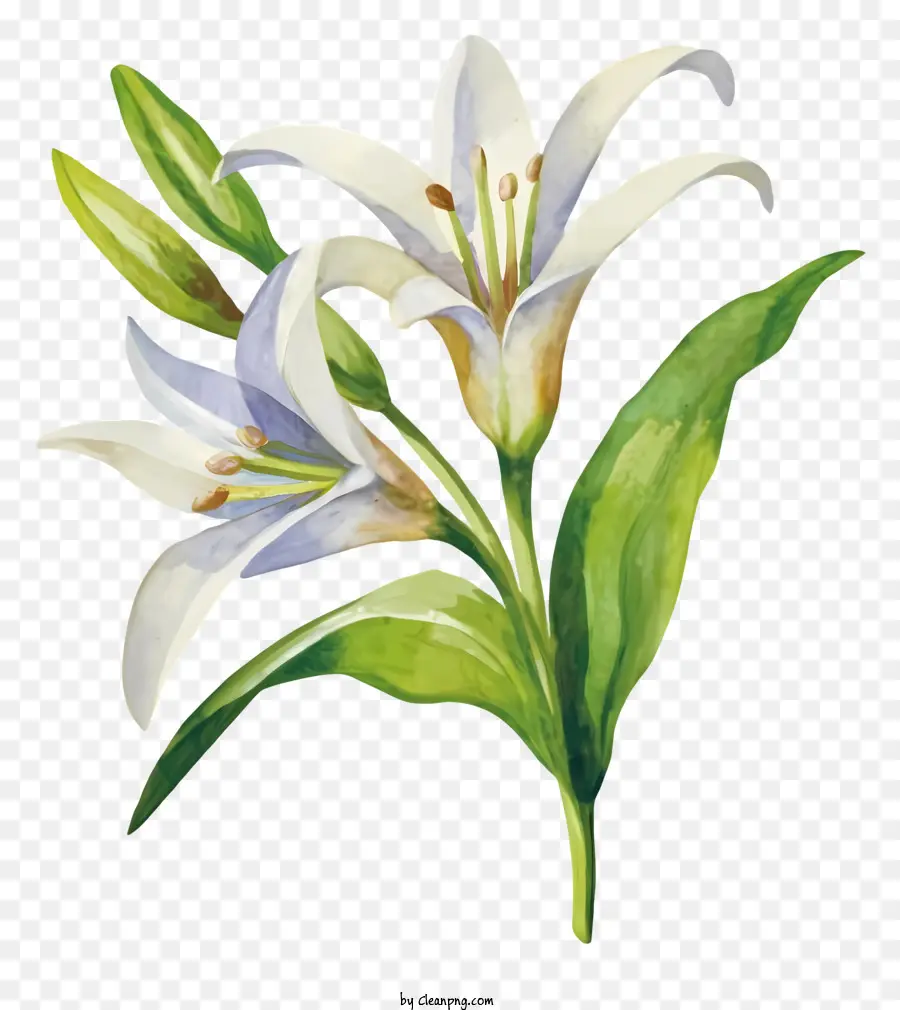 Lírio Branco，Bloom PNG