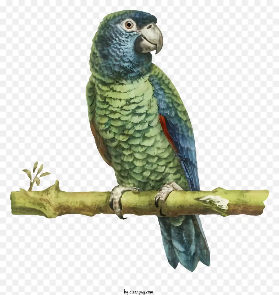 Papagaio Verde，Pintura PNG