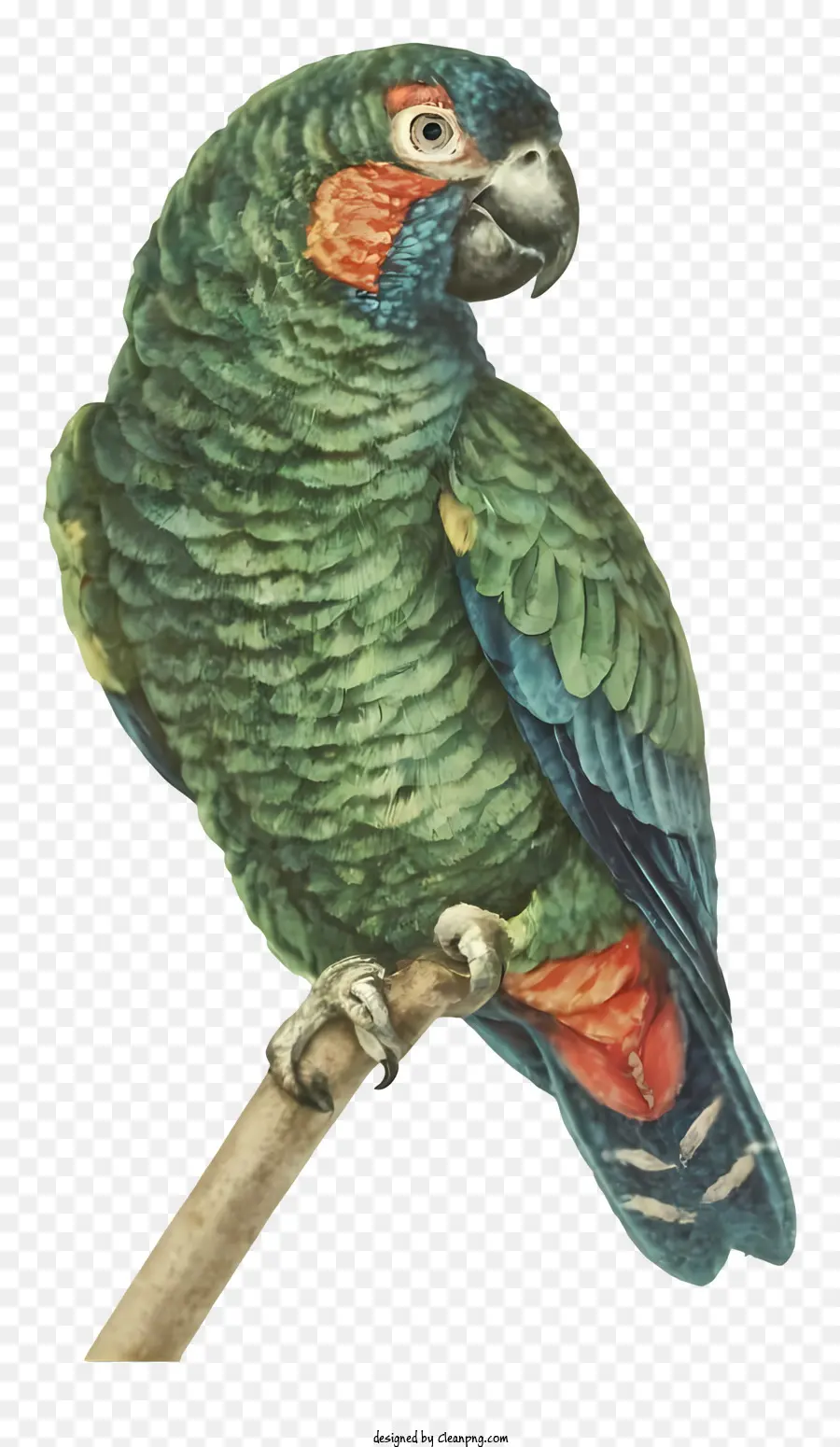 Papagaio，Aves PNG
