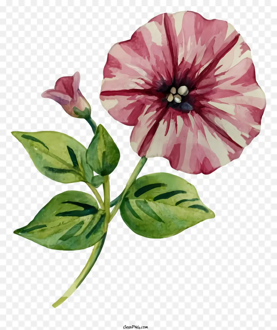 Cor De Rosa E Flor Branca，Pansy PNG