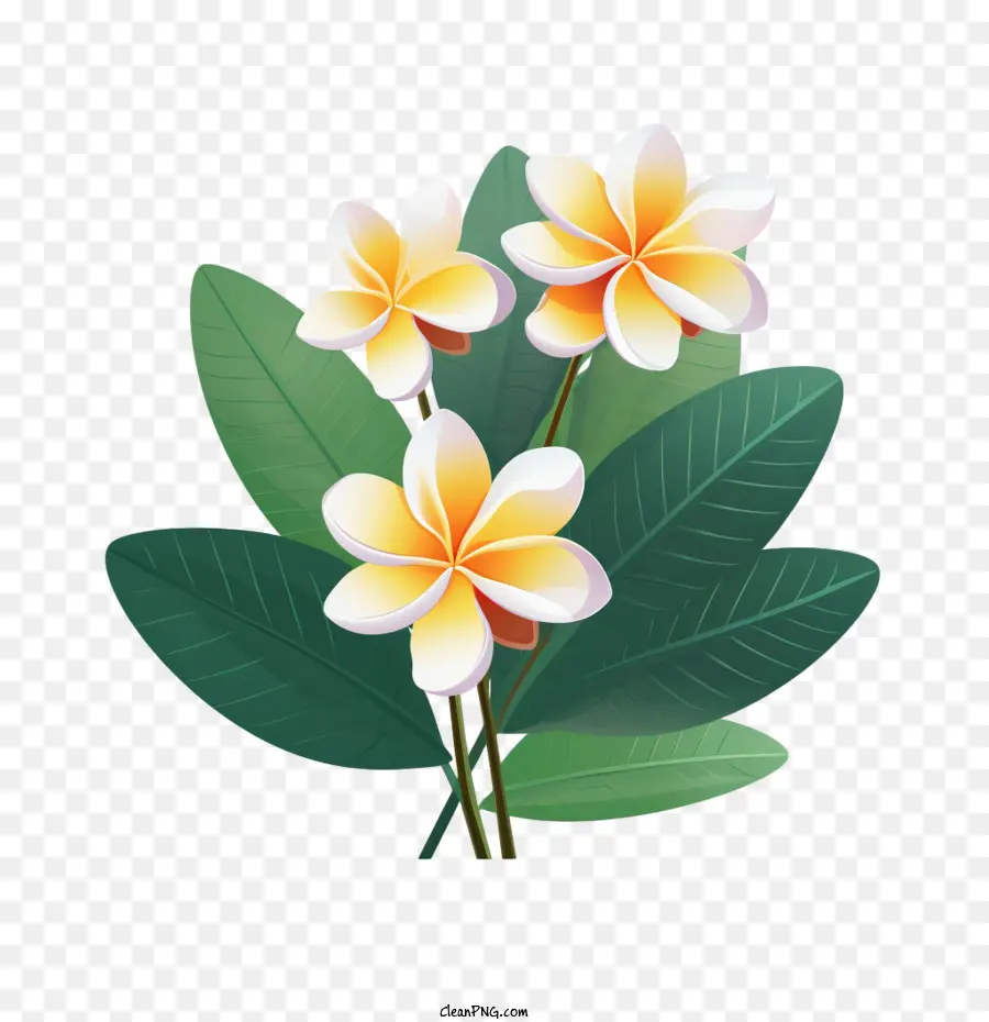 Plumeria Flor，Flores De Laranjeira PNG