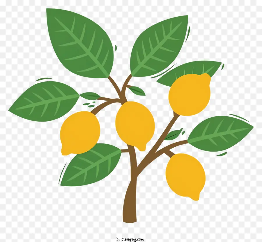 Lemon Tree，Limões Maduros PNG