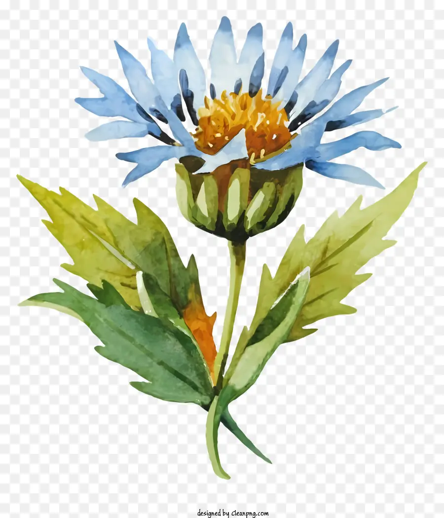 Flor Azul，Ilustração Em Aquarela PNG