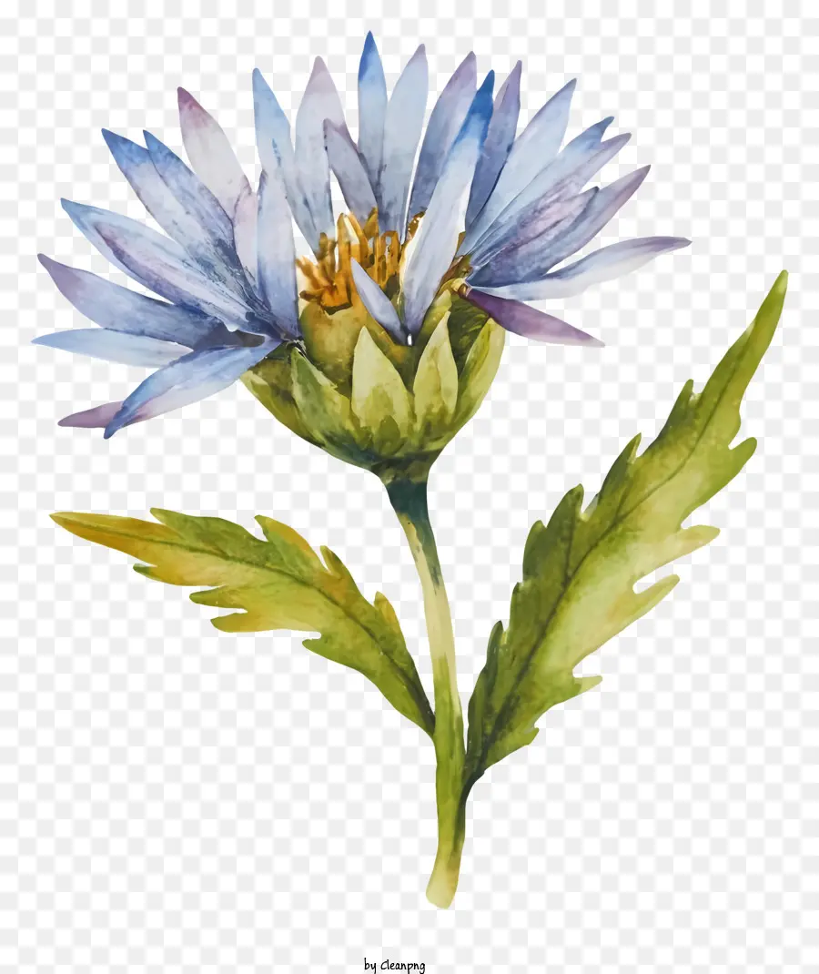 Pintura Em Aquarela，Flor Azul PNG