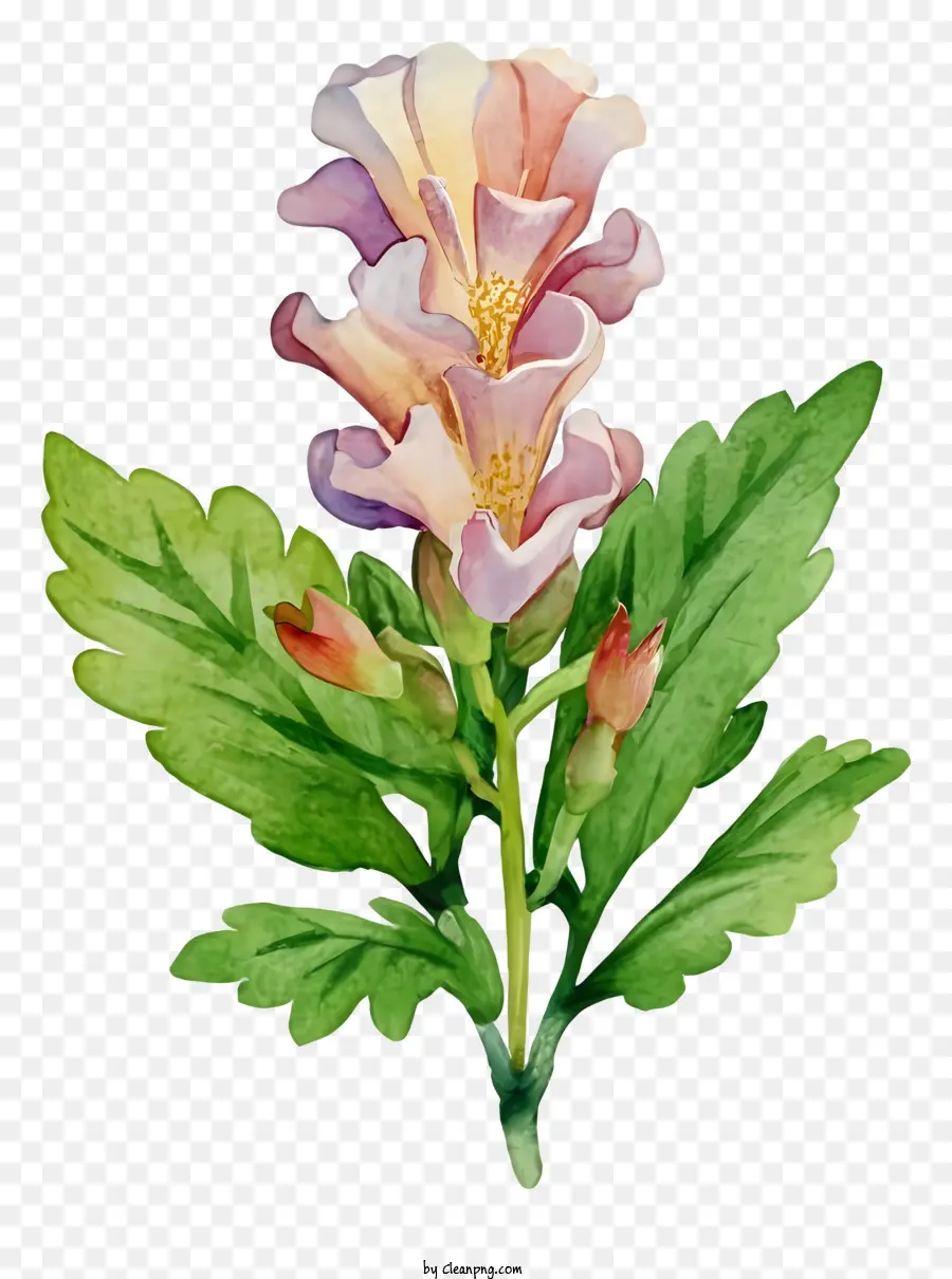 Flor，Brilhante Cor De Rosa PNG