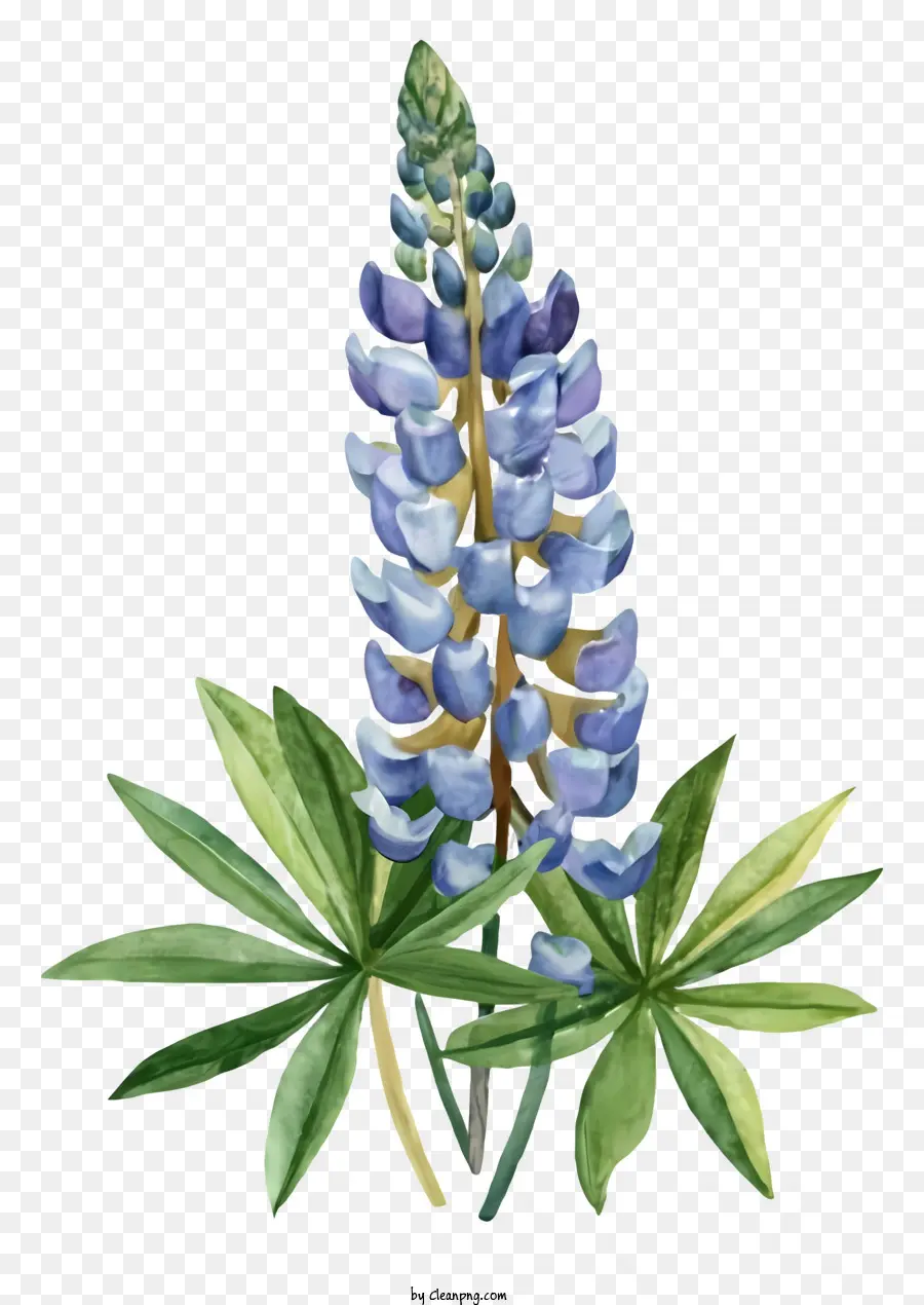 Flor Azul De Tremoço，Flor Selvagem PNG