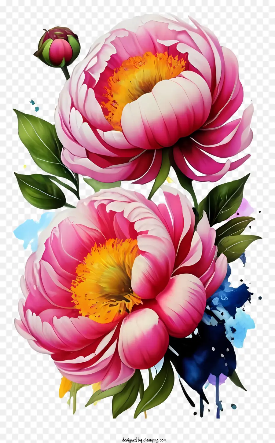 Flores De Peônia Cor De Rosa，Pétalas Vibrantes PNG