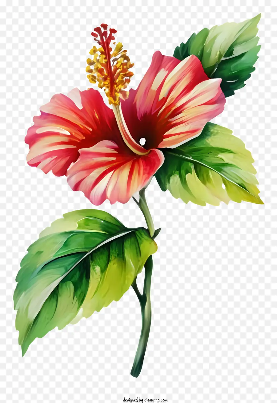 Flor De Hibisco Vermelho，Hibiscus De Flor Completa PNG