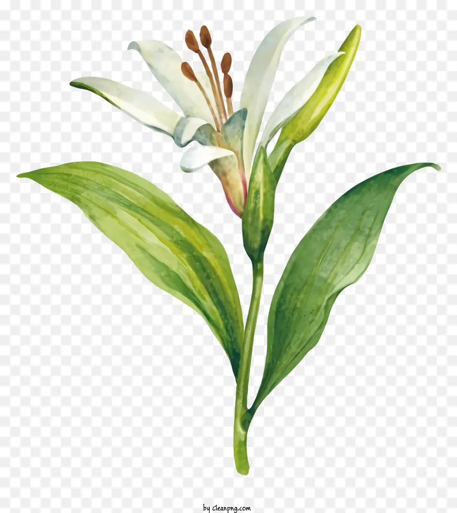 Planta De Lírio Branco，Aquarela Lírio PNG