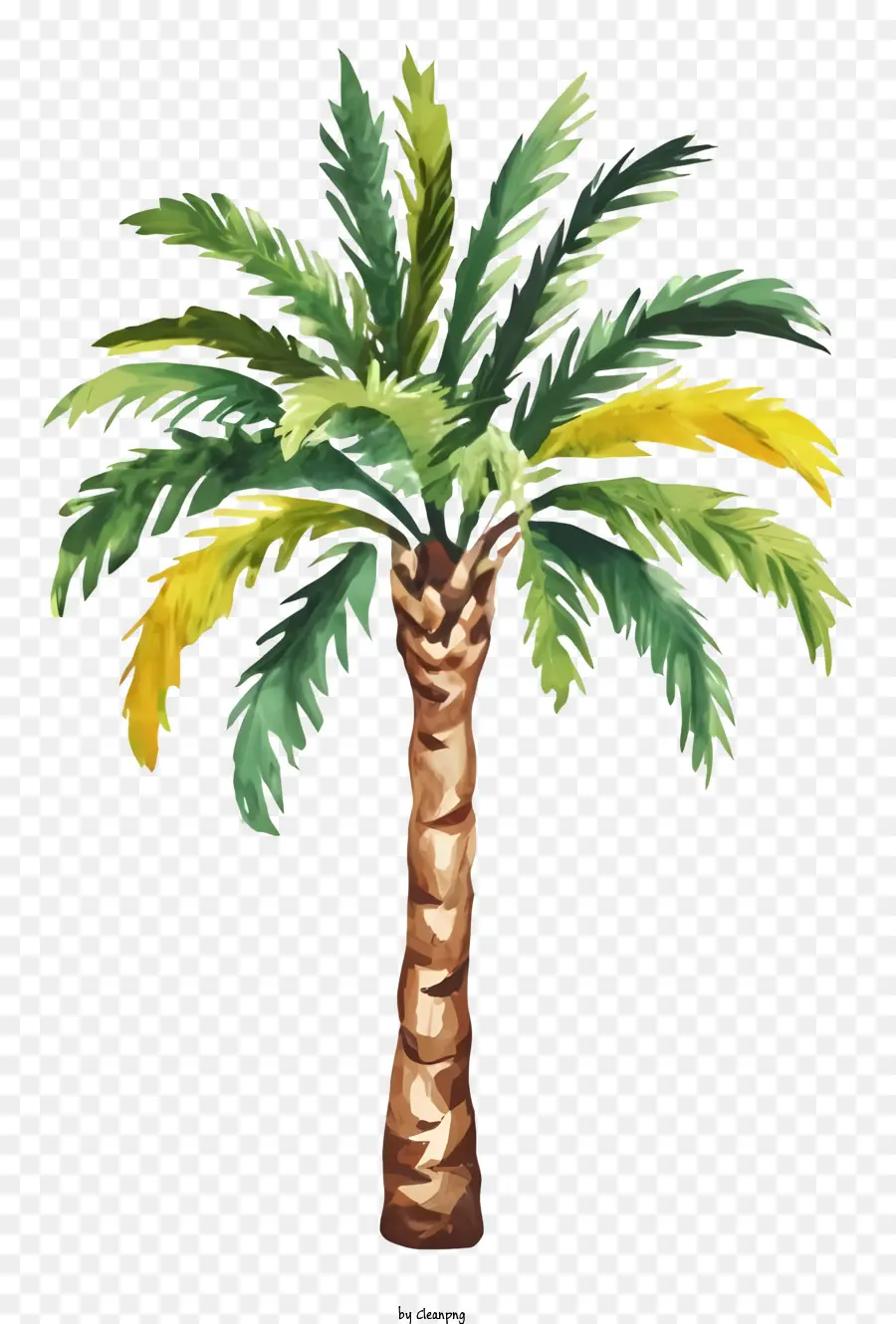 Palmeira，Planta Tropical PNG