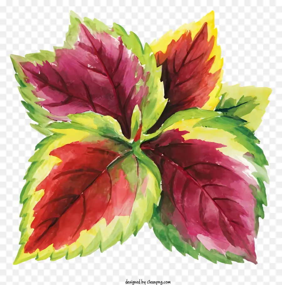 Pintura De Plantas，Folhas Multicoloridas PNG
