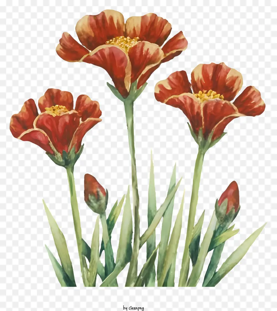 Flores Vermelhas，Vaso PNG
