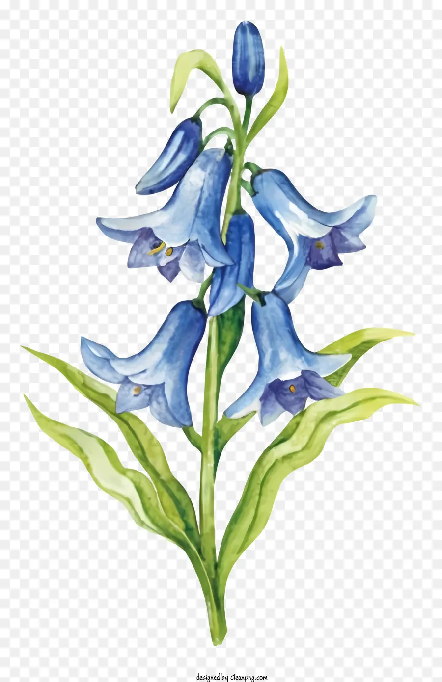 Flor Azul，Pintura Aquarela PNG