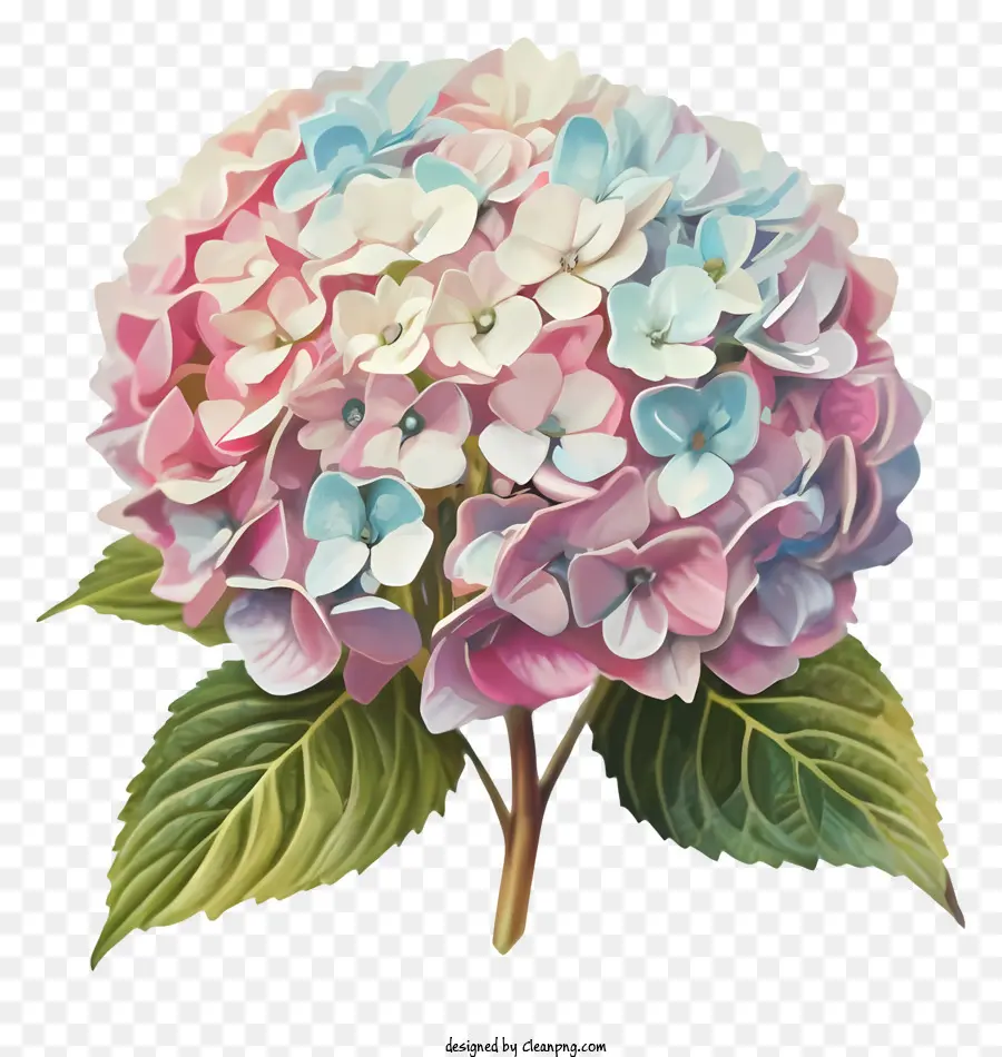 Flor De Hibisco，Flor Rosa E Azul PNG