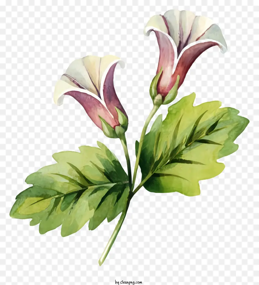 Pintura Em Aquarela，Cor De Rosa E Flor Branca PNG