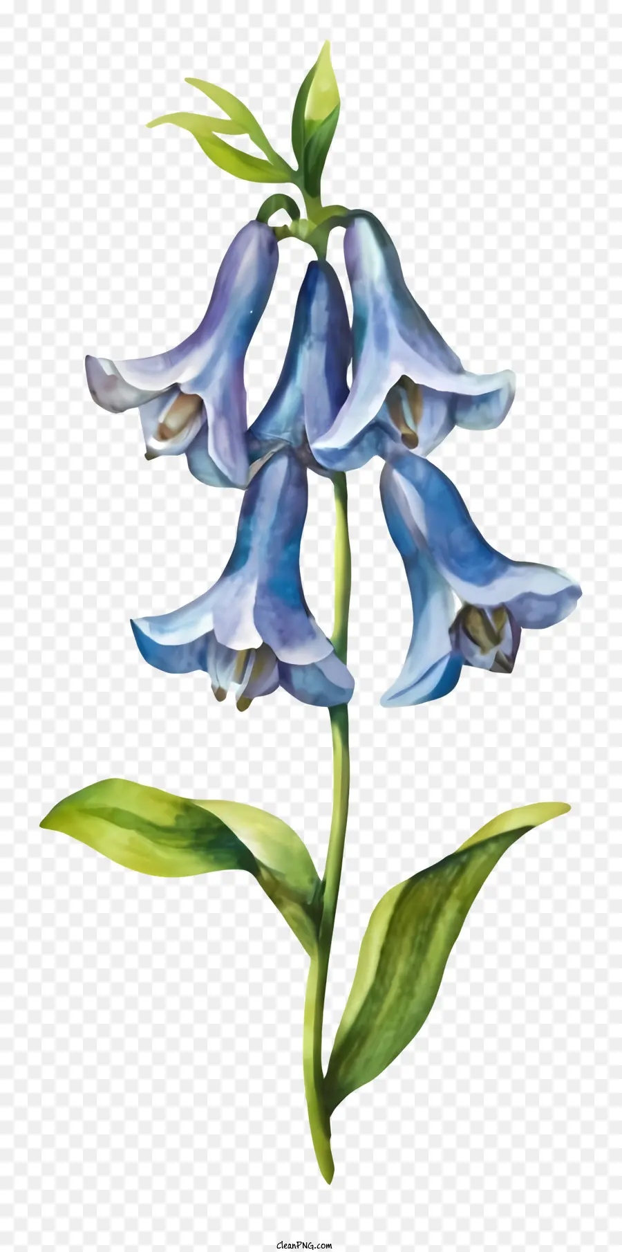 Flor Azul，Flor Campainha PNG