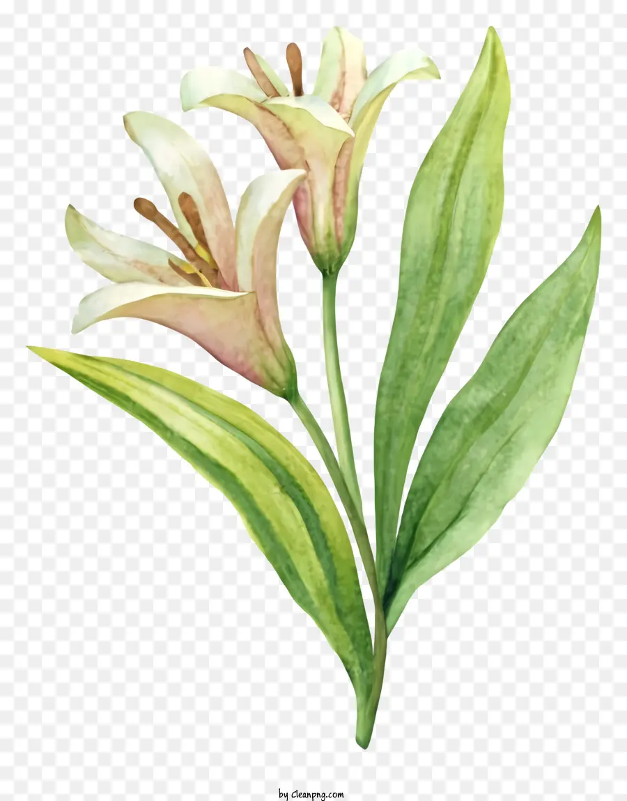 Flores Brancas De Lírio，Flores Da Calcinha PNG
