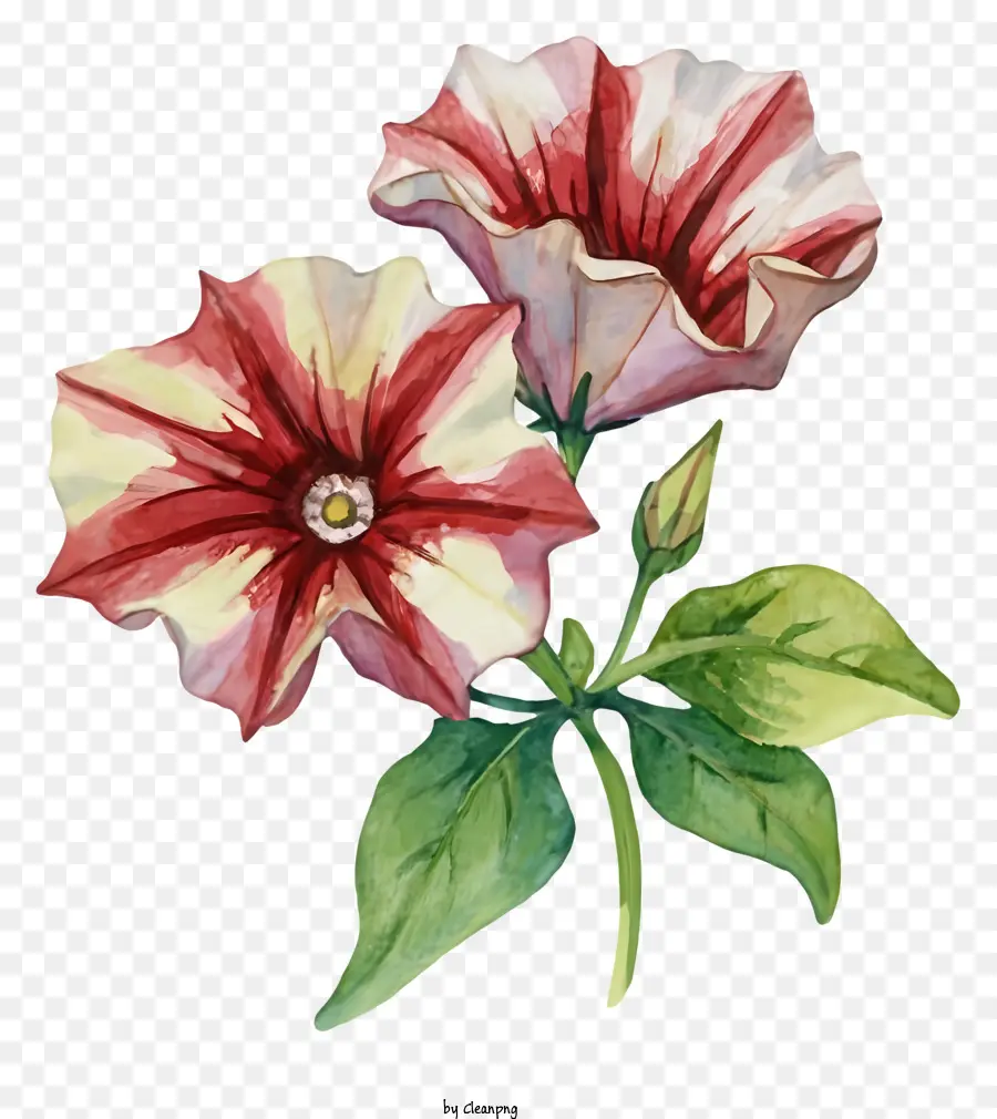 Pintura Das Flores，Flor Vermelha E Branca PNG