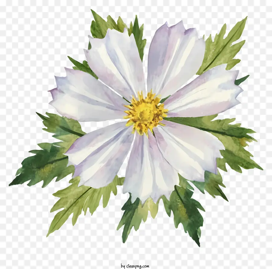 Pintura Em Aquarela，Flor Branca PNG