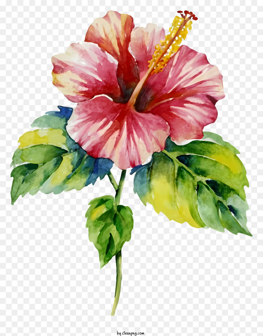 Pintura De Hibisco Vermelho Aquarela Do Hibiscus Obra De Arte De Flores De Hibisco Png