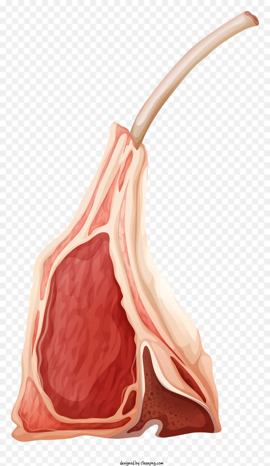 Anatomia De Ovelha，Sistema Digestivo Ruminante PNG