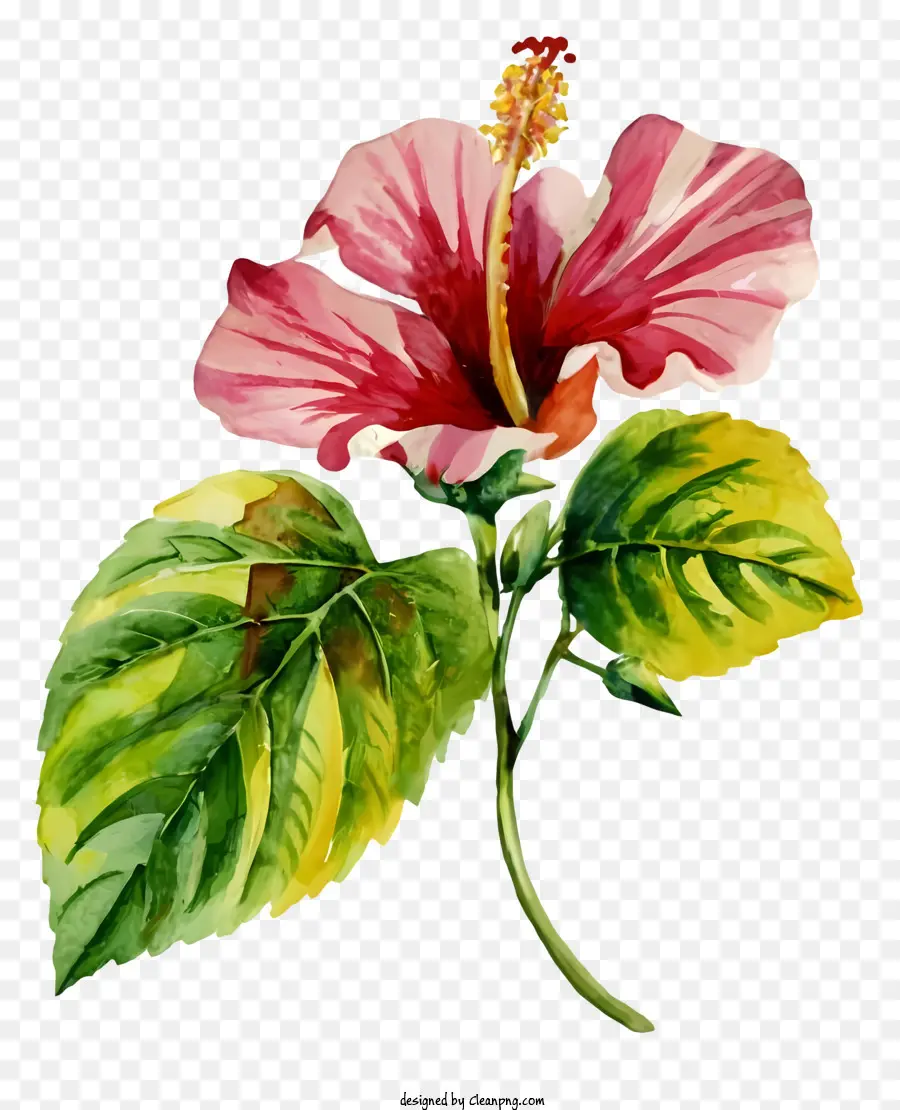 Flor De Hibisco Rosa，Hibisco Rosa PNG