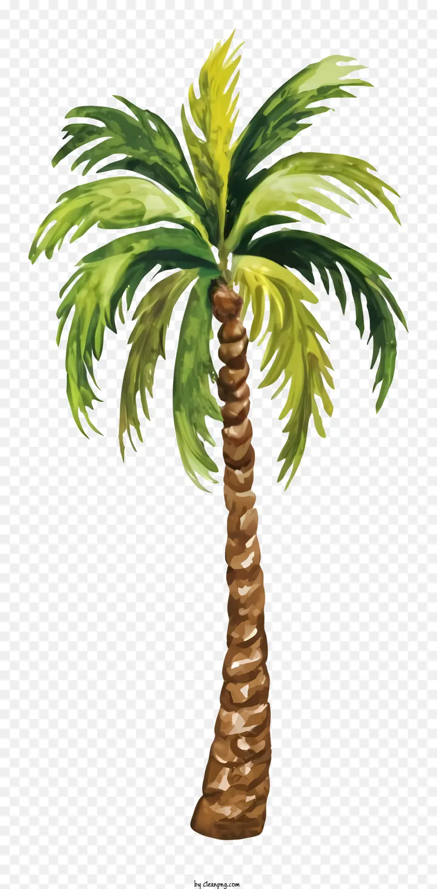 Palmeira，Folhas Verdes PNG