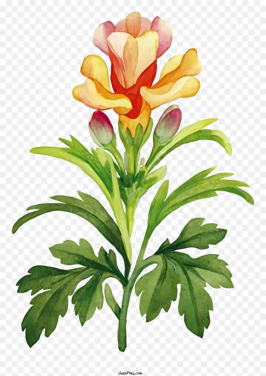 Pintura Em Aquarela，Flor PNG