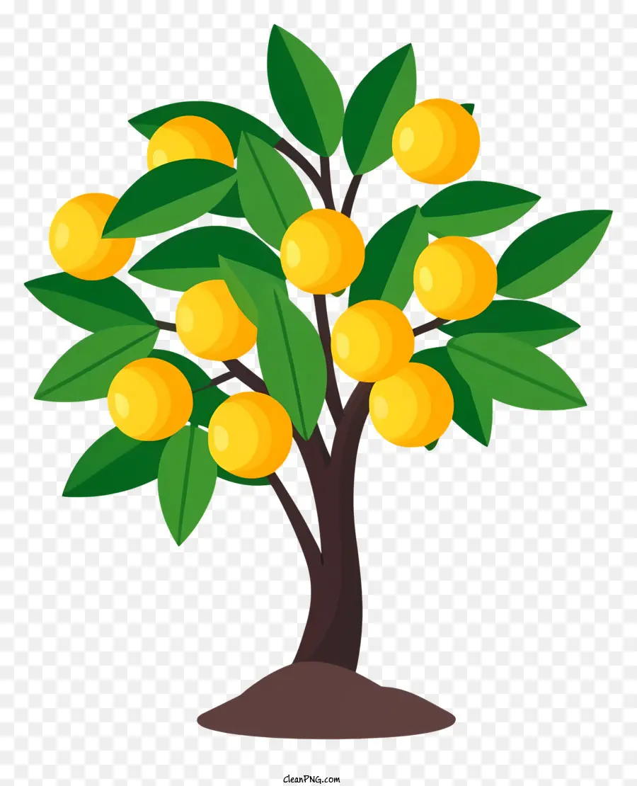 Laranjeira，árvore De Fruto PNG
