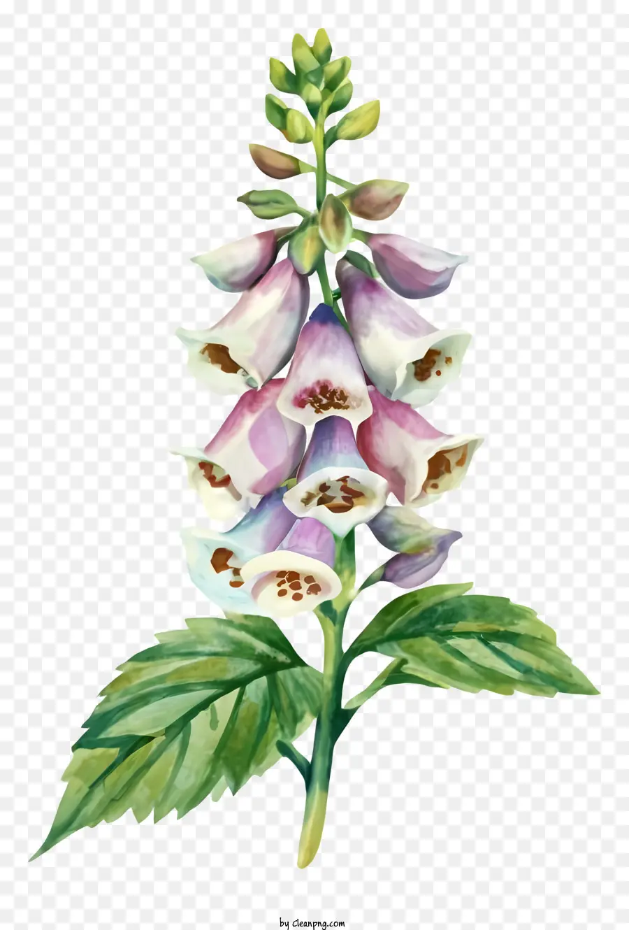 Pintura Em Aquarela，Flor De Hollyhock PNG