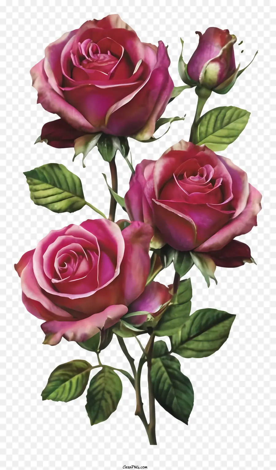 Rosas Cor De Rosa，Rosas PNG