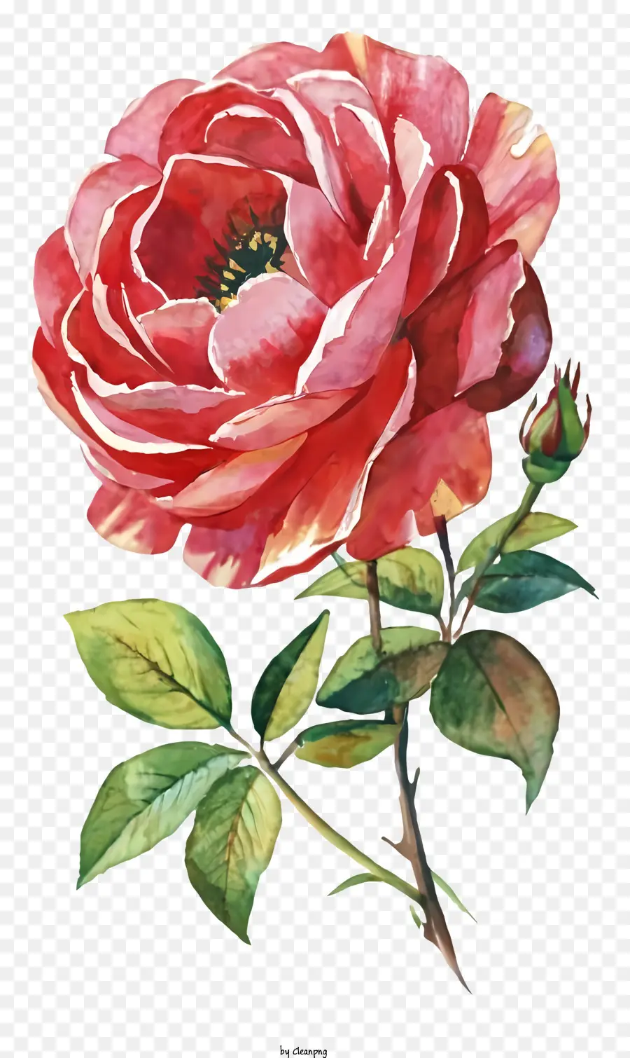 Pintura Rosa Rosa，Pintura De Fundo Preto PNG