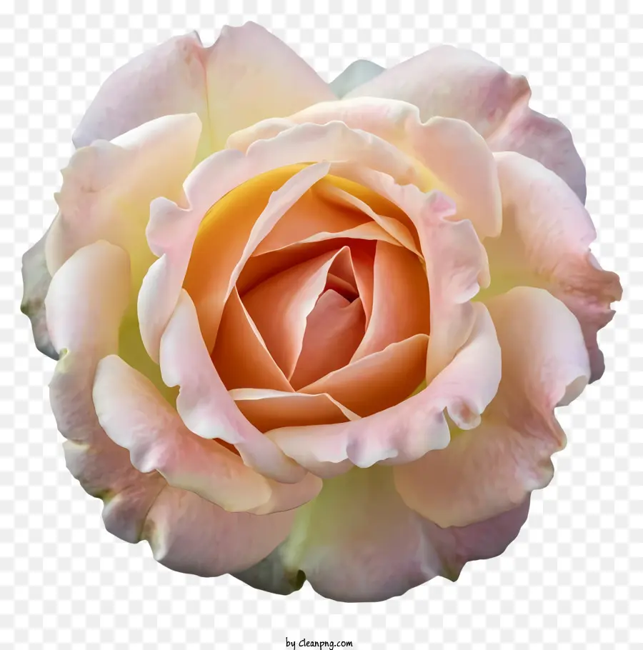 Rosa Cor De Rosa，Plena Floração PNG