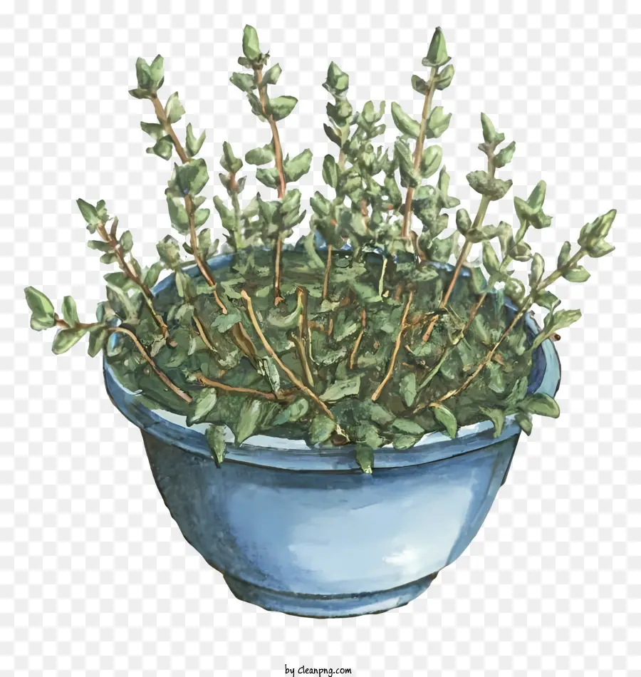 Tigela Azul，Planta Em Vaso PNG