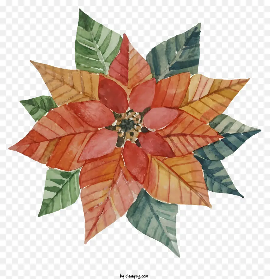 Poinsettia，Flor Do Natal PNG