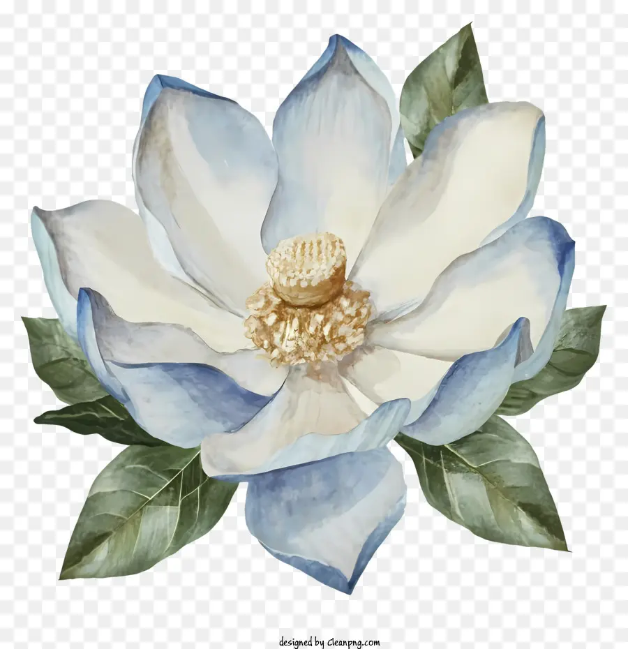 Pintura Em Aquarela，Flor De Magnólia PNG