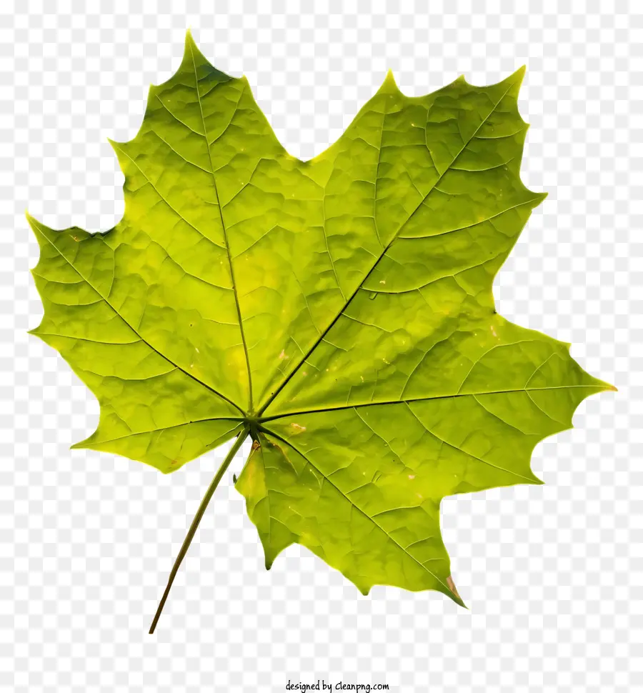 Verde Maple Leaf，Folha Rasgada PNG