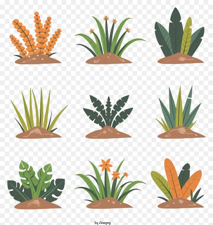 Plantas，Tipos De Plantas PNG