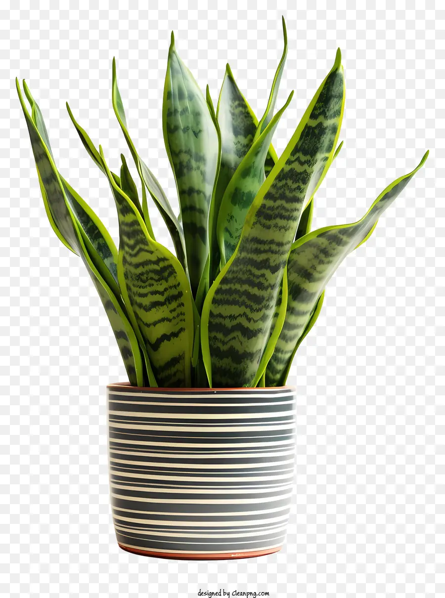 Planta Cobra，Folhas Verdes Longas PNG