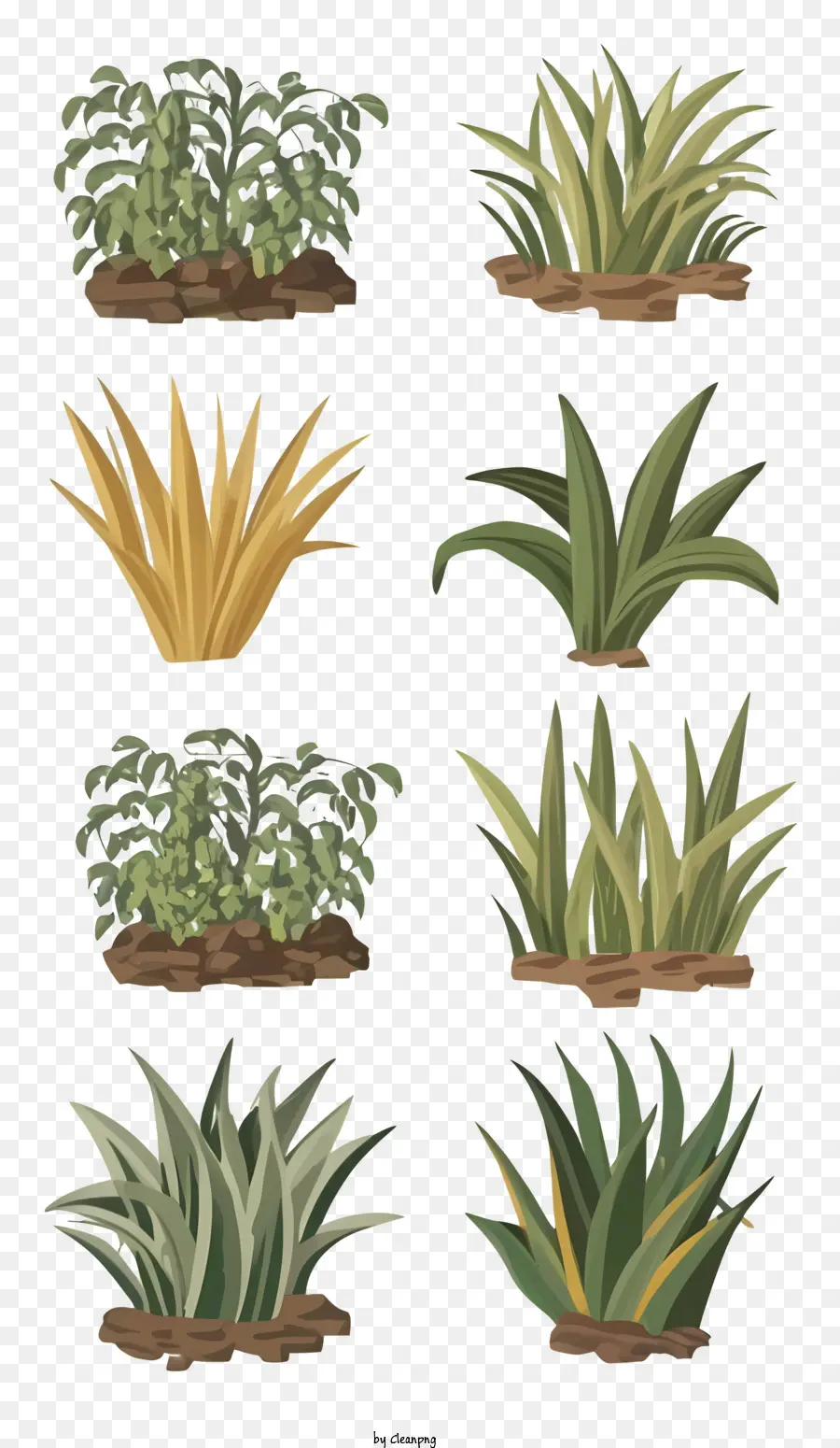 Plantas，Tipos De Plantas PNG