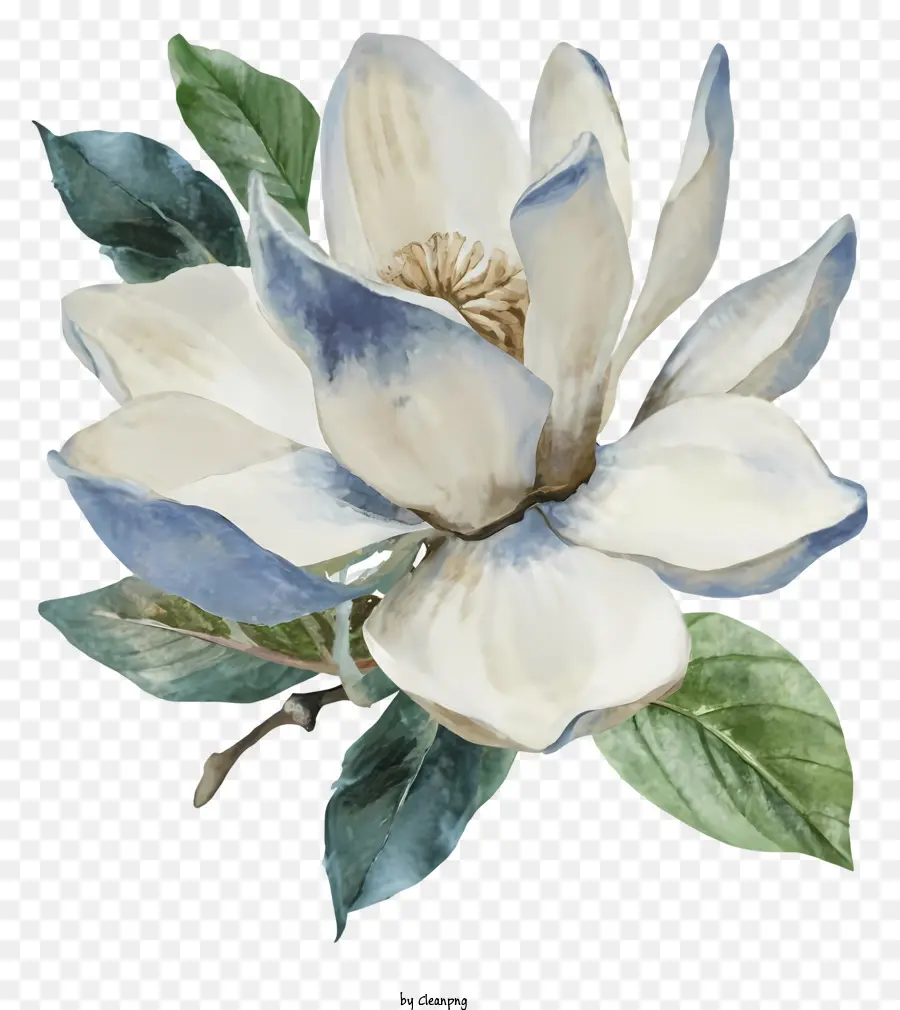 Ilustração Em Aquarela，Flor De Magnólia PNG